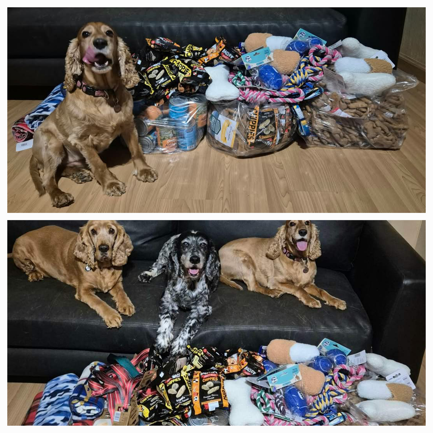 Spaniel Welfare SA